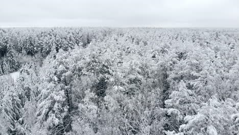 Top-view-of-the-winter-forest.-Aerial-survey.